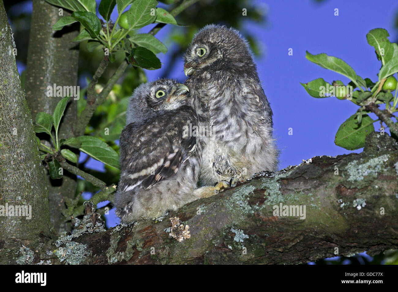 Steinkauz, Athene Noctua, Youngs auf Zweig, Normandie Stockfoto