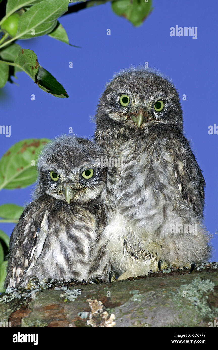 Steinkauz, Athene Noctua, Young auf Zweig, Normandie Stockfoto