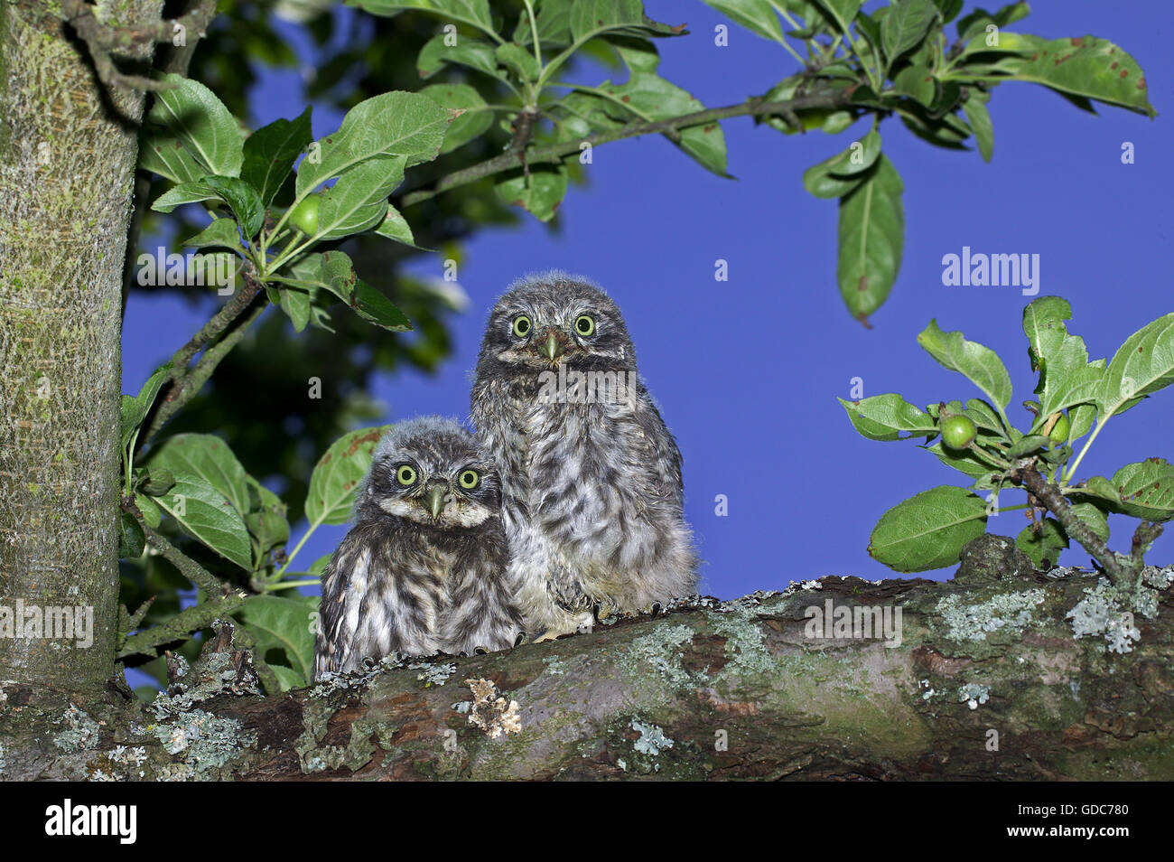 Steinkauz, Athene Noctua, Young auf Zweig, Normandie Stockfoto