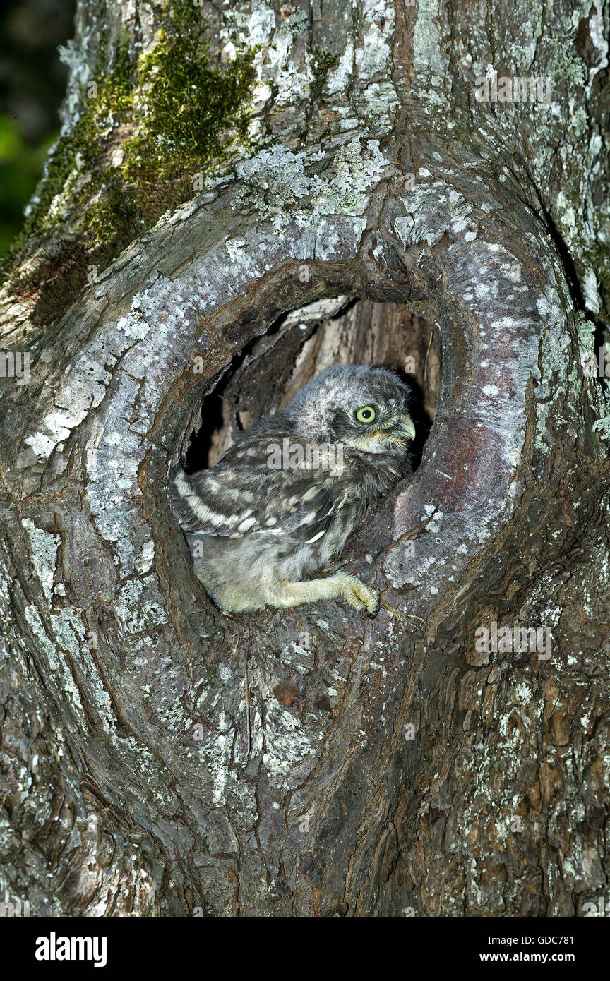 Steinkauz, Athene Noctua, junge im Nest Eingang, Normandie Stockfoto