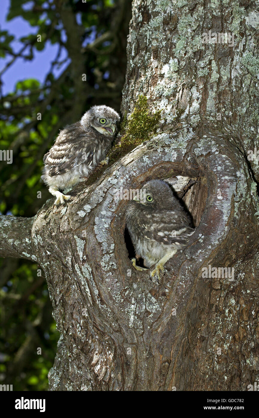 Steinkauz, Athene Noctua, junge im Nest Eingang, Normandie Stockfoto