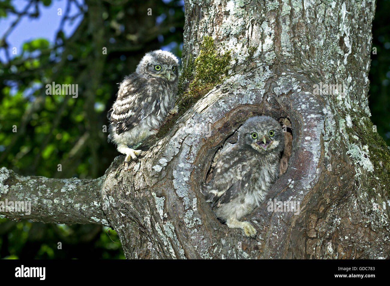 Steinkauz, Athene Noctua, junge im Nest Eingang, Normandie Stockfoto