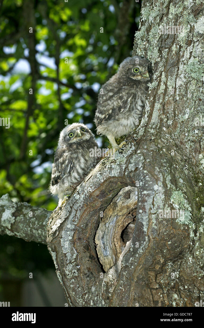 STEINKAUZ Athene Noctua, CHIK am NESTEINGANG, Normandie IN Frankreich Stockfoto