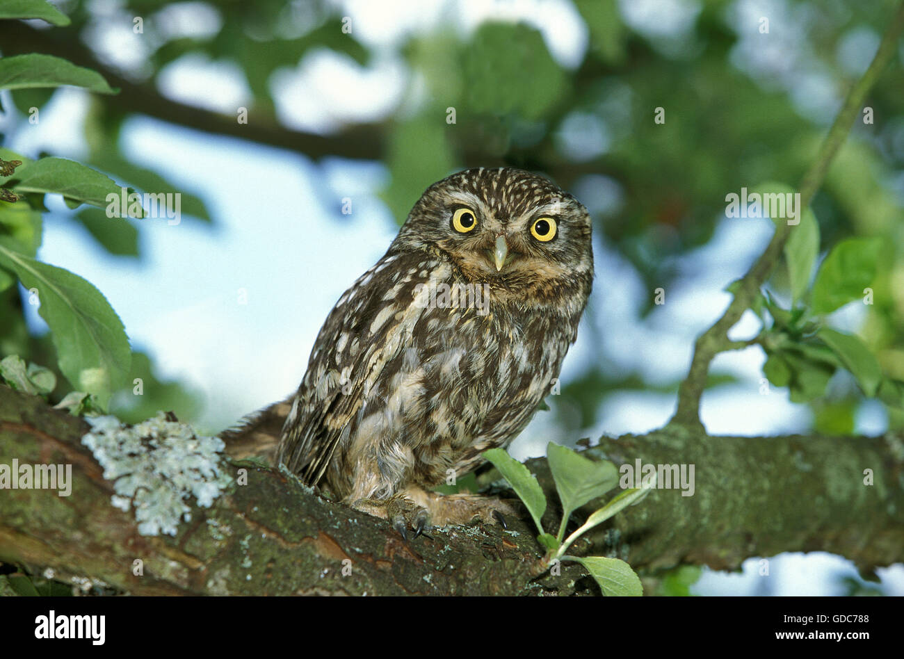 STEINKAUZ Athene Noctua, Erwachsene ON BRANCH, Normandie IN Frankreich Stockfoto