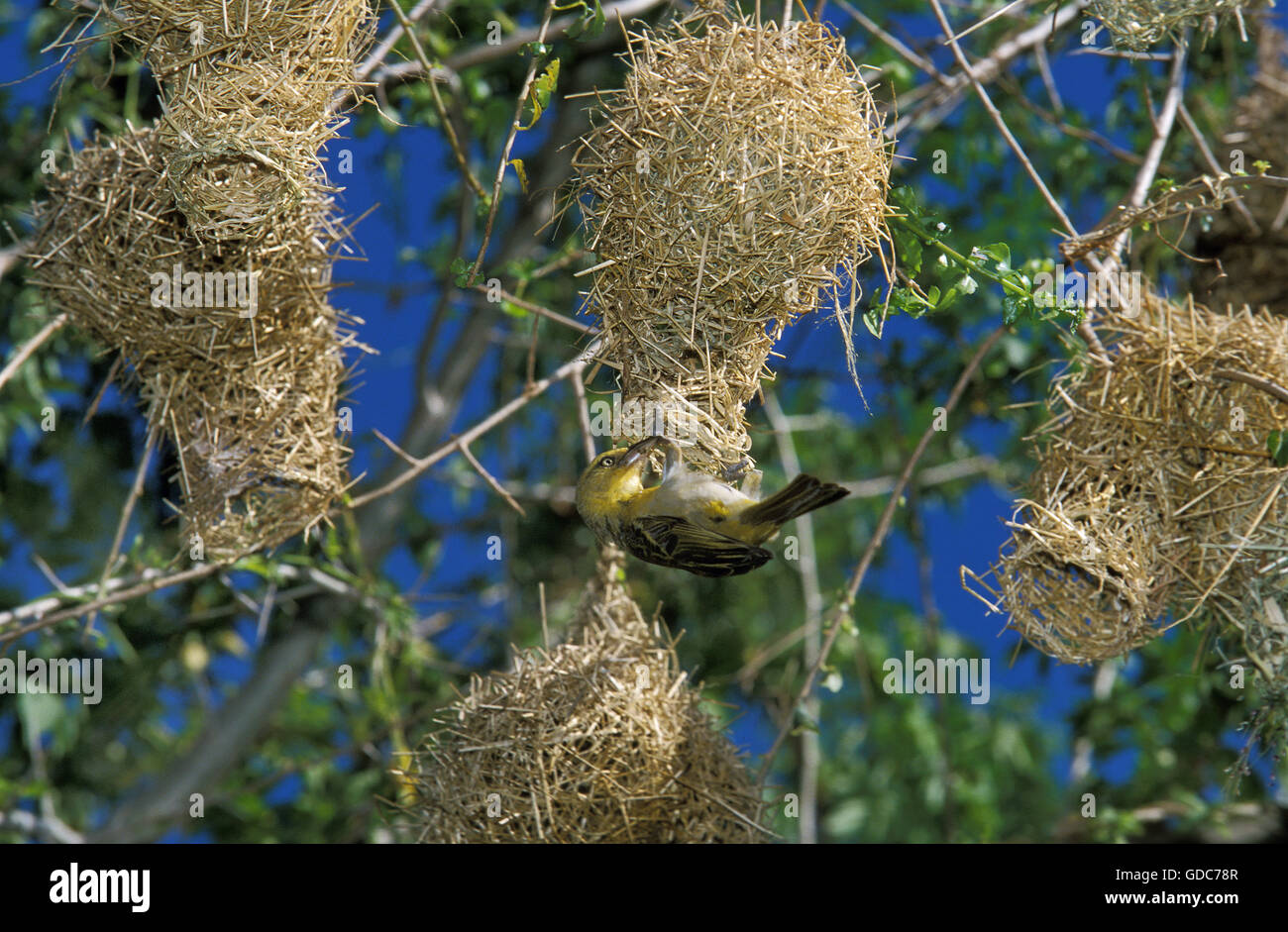 Goldene Weaver, Ploceus Xanthops, Erwachsenen arbeiten am Nest, Tansania Stockfoto