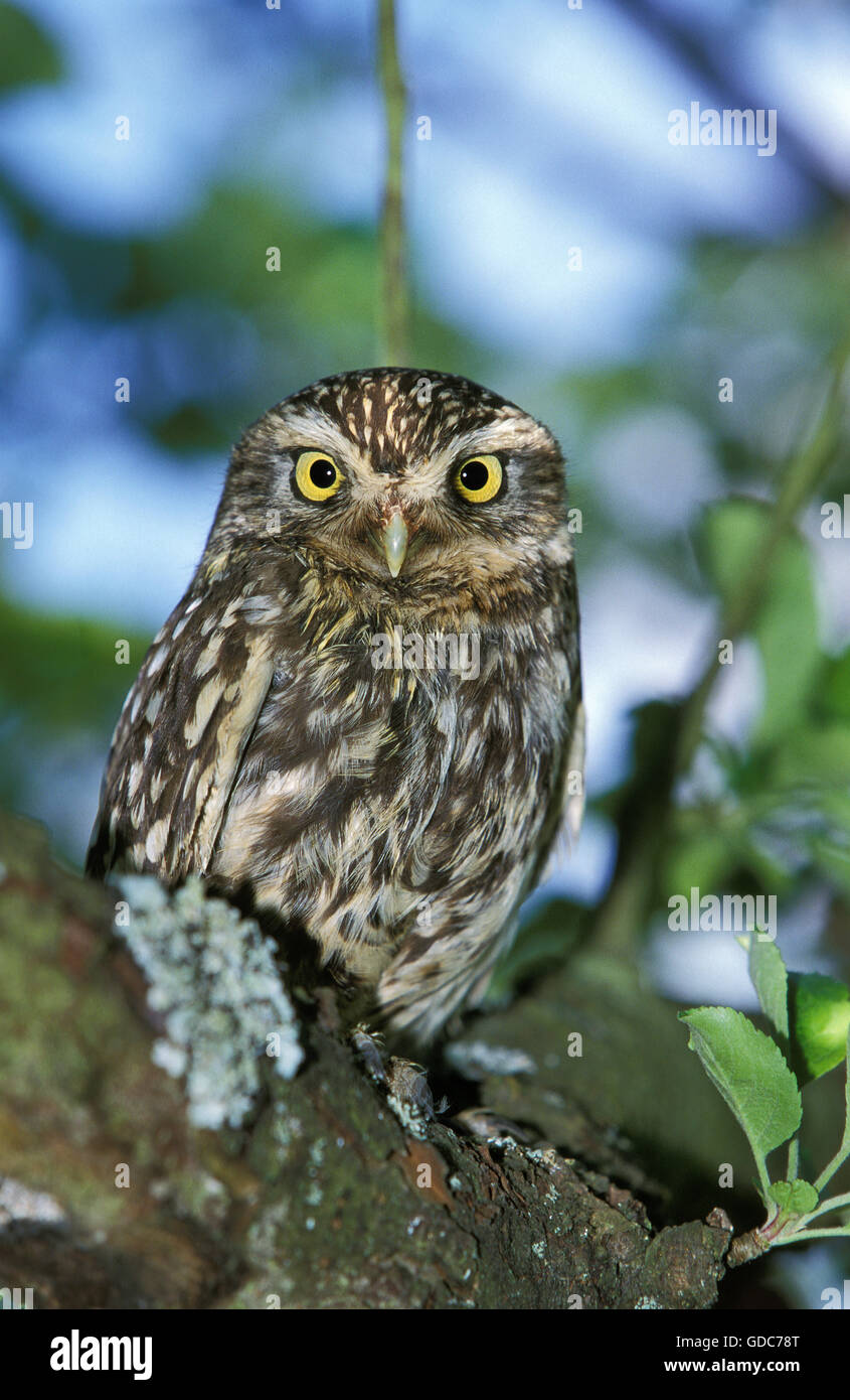 Steinkauz, Athene Noctua, Erwachsene auf Zweig, Normandie Stockfoto