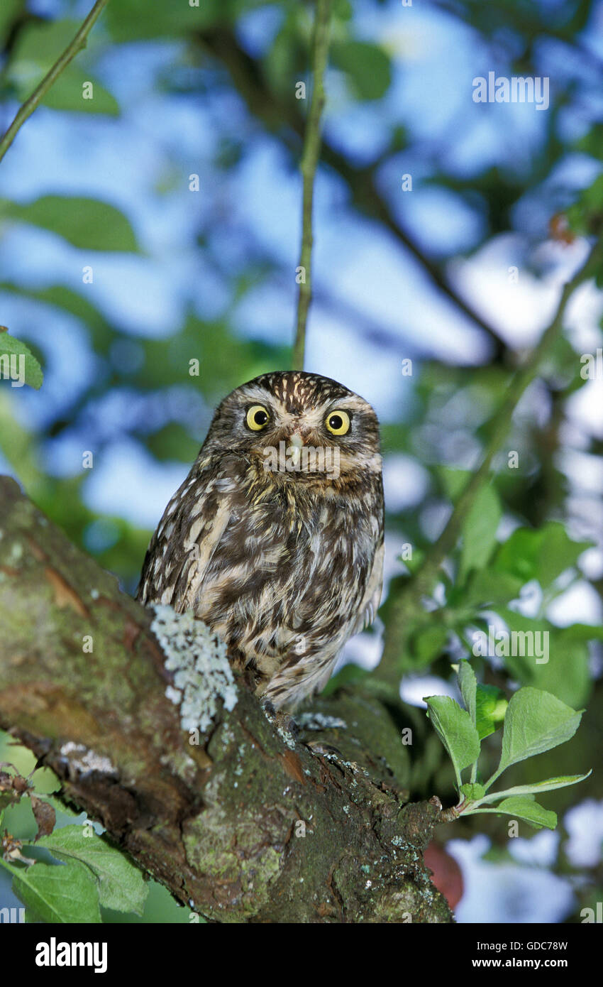 Steinkauz, Athene Noctua, Erwachsene auf Zweig, Normandie Stockfoto