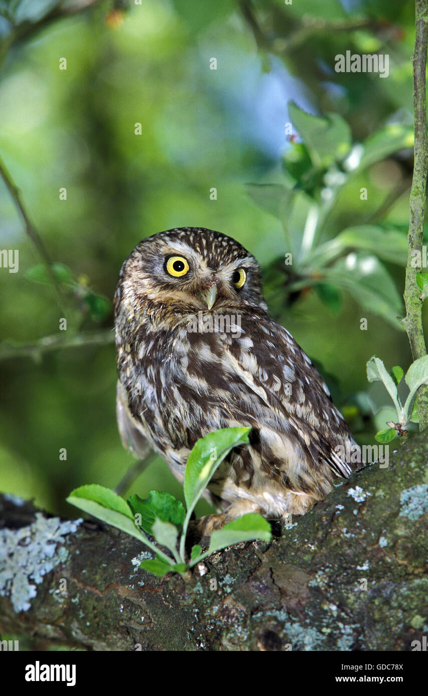 Steinkauz, Athene Noctua, Normandie Stockfoto