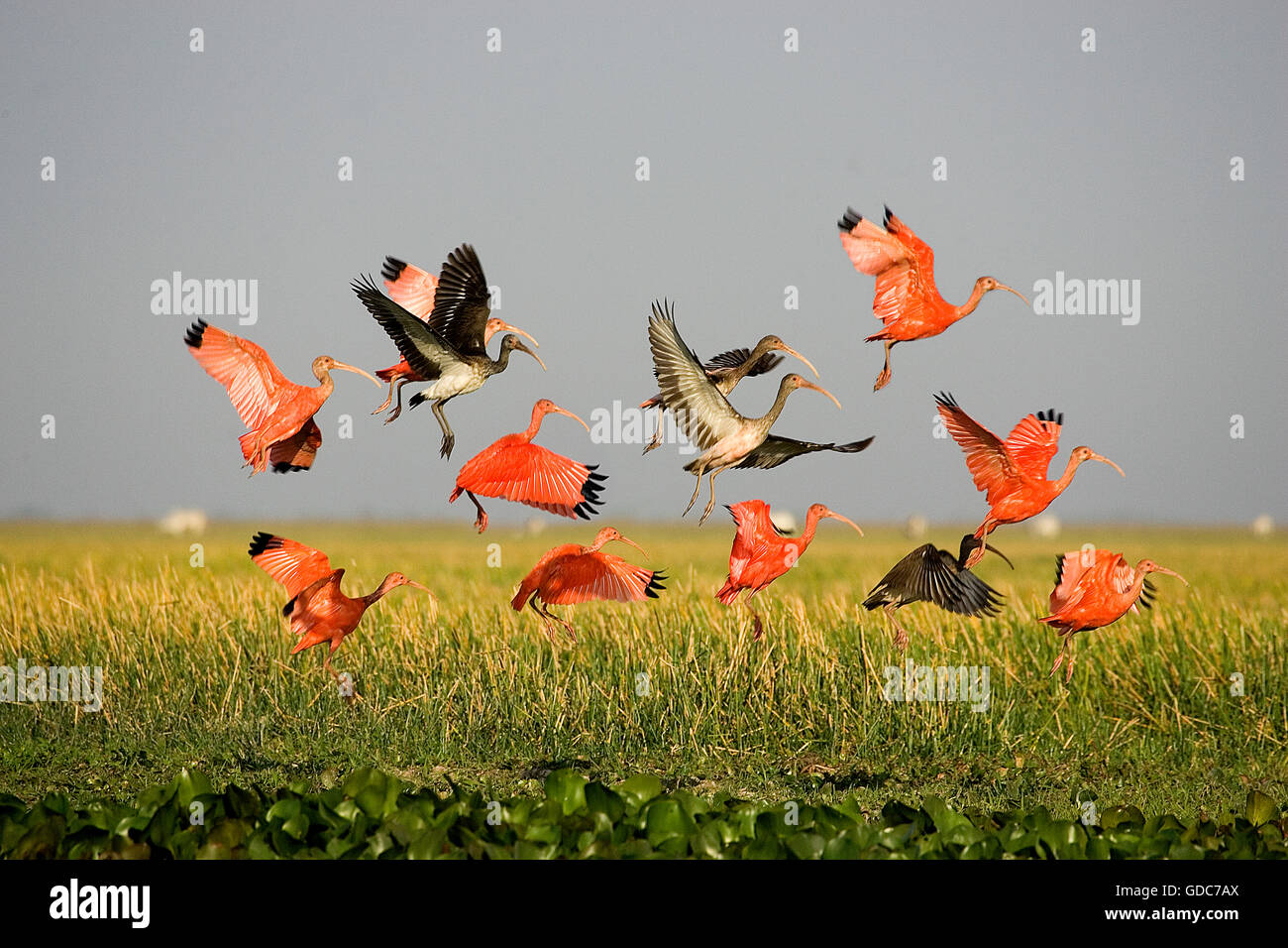 Scarlet Ibis, Eudocimus Ruber Gruppe im Flug über dem Sumpf, Los Lianos in Venezuela Stockfoto