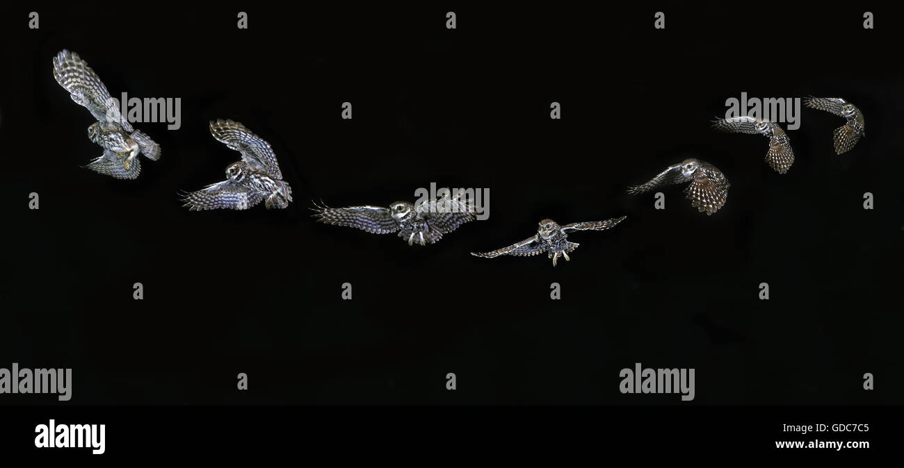 Steinkauz, Athene Noctua, Flugreihenfolge Stockfoto
