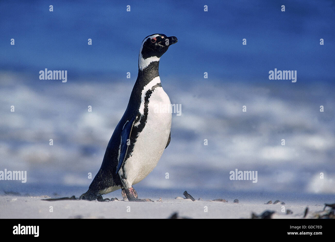 Magellan-Pinguin Spheniscus Magellanicus, Erwachsene ON BEACH, Argentinien Stockfoto