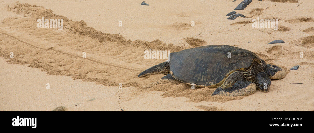 Maui, Schildkröte, Strand, Meer, Paia, USA, Hawaii, Amerika, Tiere, Tier, Stockfoto