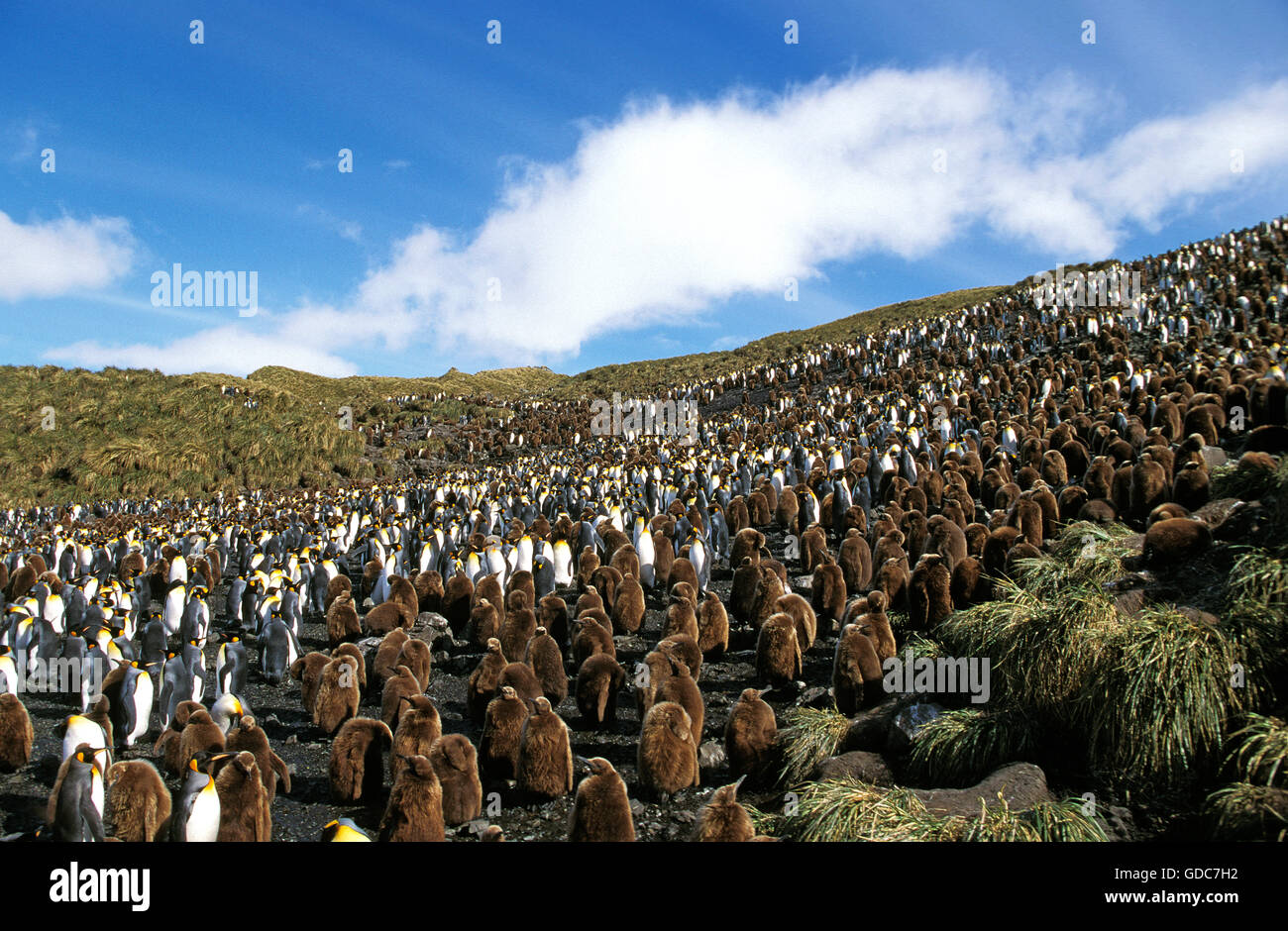 Königspinguin, Aptenodytes Patagonica, Kolonie in Salisbury Plain, Süd-Georgien Stockfoto