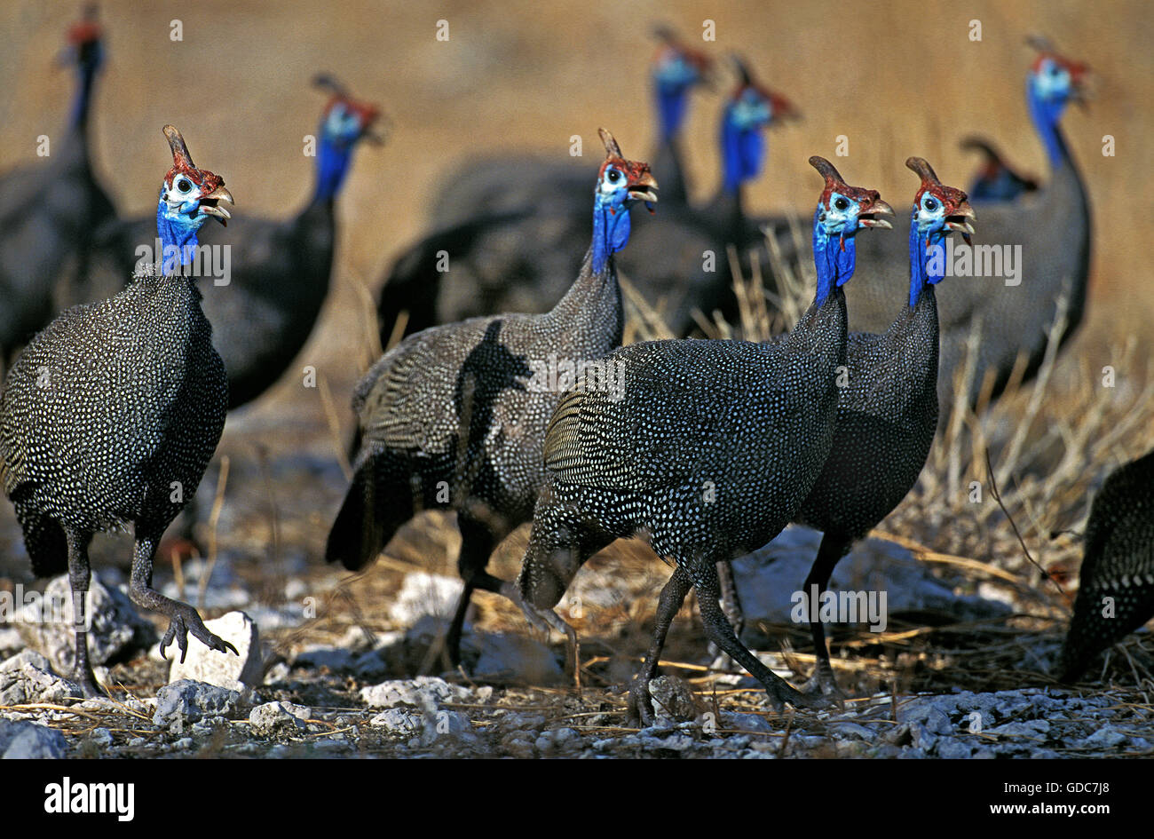 Behelmte Perlhühner Numida Meleagris, Gruppe in Kenia Stockfoto