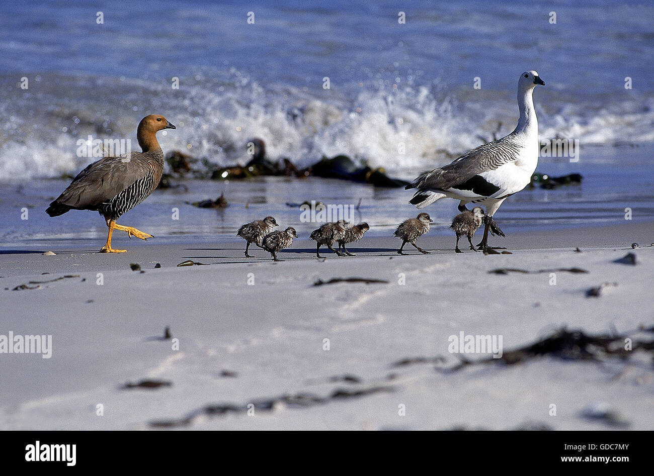 MAGELLAN Gans oder UPLAND Gans Chloephaga Picta, männlich weiblich und CHICKS ON BEACH, Antarktis Stockfoto