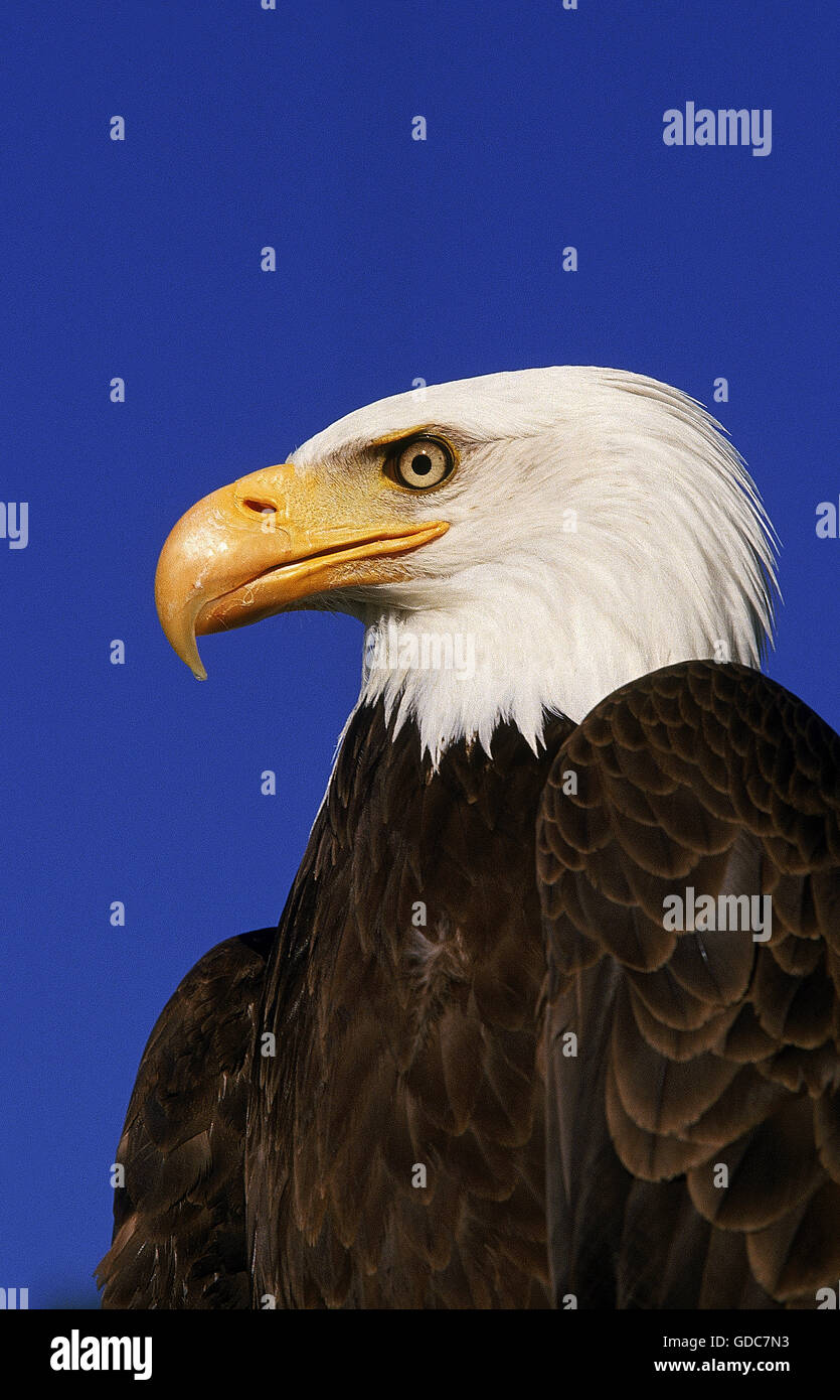 WEIßKOPFSEEADLER Haliaeetus Leucocephalus, Porträt von Erwachsenen Stockfoto