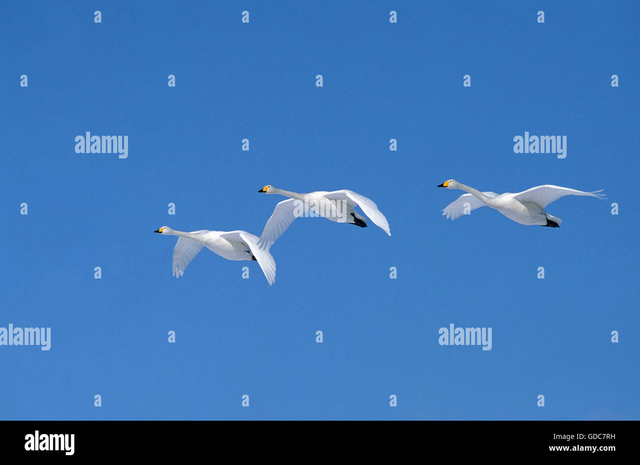 Singschwan, Cygnus Cygnus, Erwachsene im Flug gegen blauen Himmel, Insel Hokkaido in Japan Stockfoto