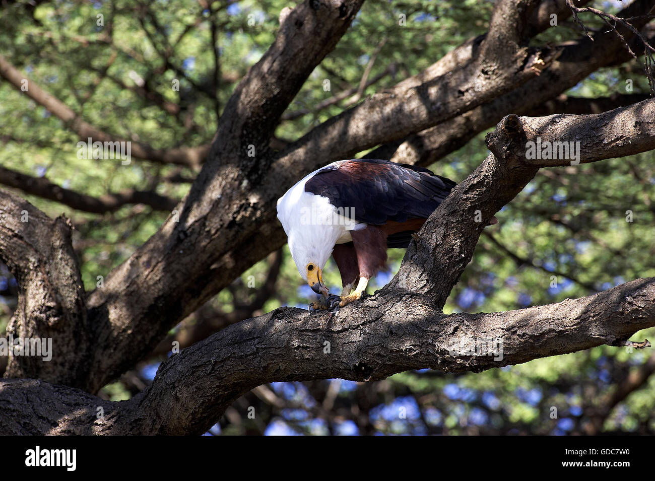 Afrikanischer Fisch-Adler, Haliaeetus Vocifer, Adult Fisch essen, Baringo-See in Kenia Stockfoto