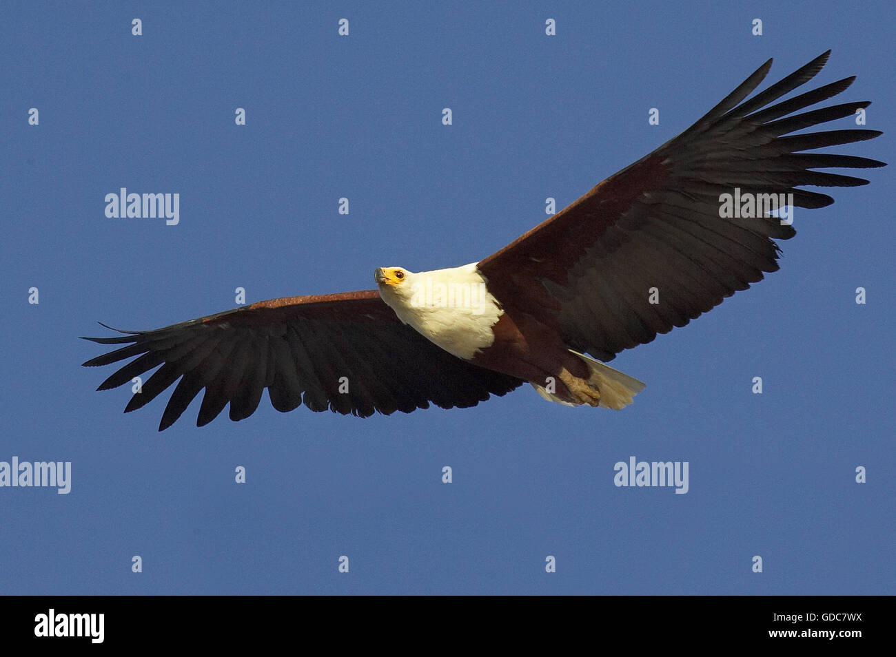 Afrikanischer Fisch-Adler, Haliaeetus Vocifer, Erwachsenen während des Fluges, Baringo-See in Kenia Stockfoto