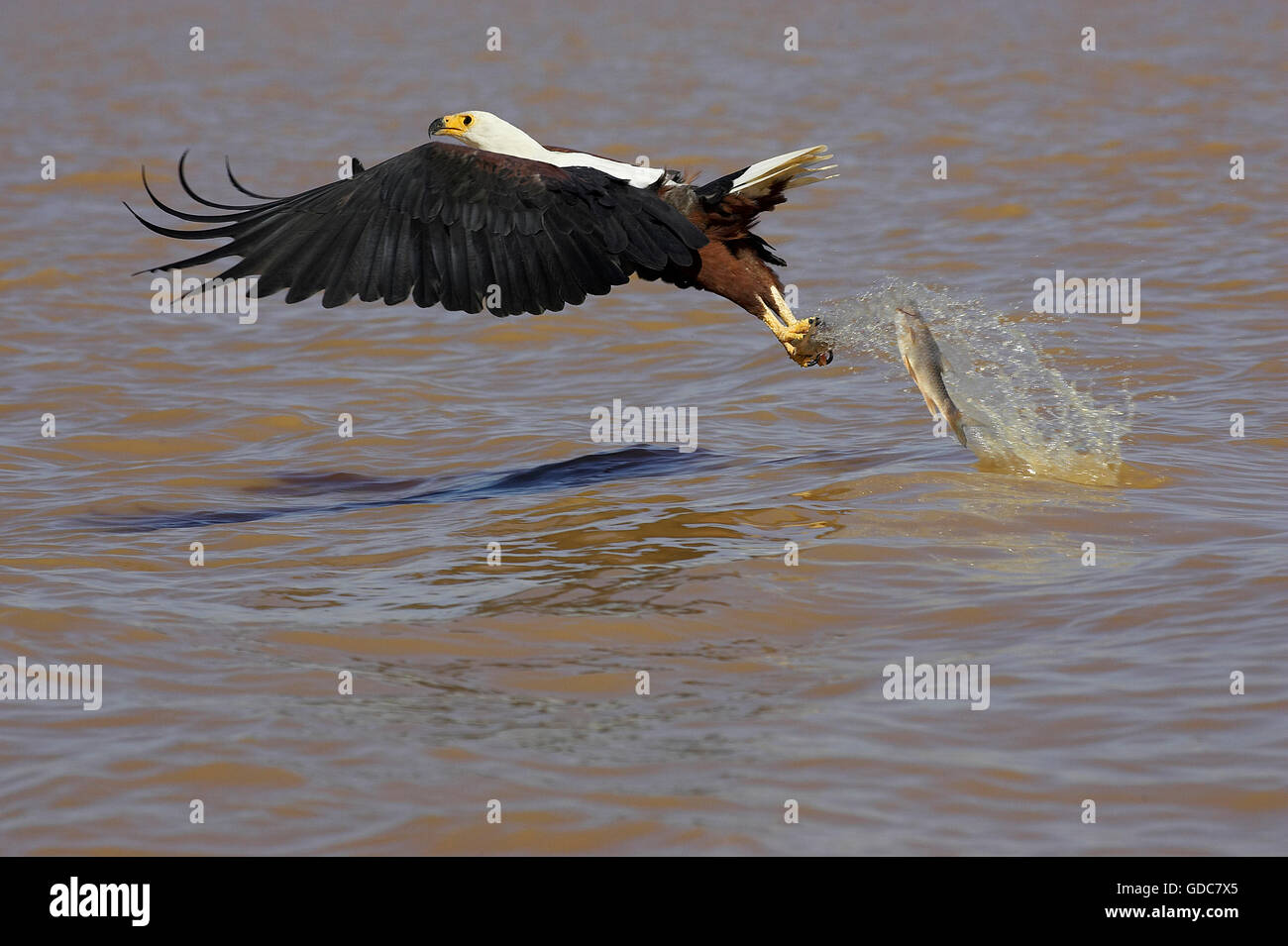 AFRIKANISCHER Fisch-Adler Haliaeetus Vocifer, Erwachsene im Flug lösen Fisch, BARINGO-See IN Kenia Stockfoto