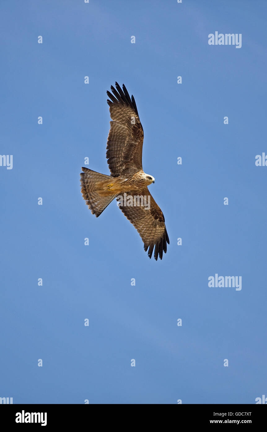 Schwarzmilan Milvus Migrans, Erwachsenen im Flug gegen blauen Himmel Stockfoto