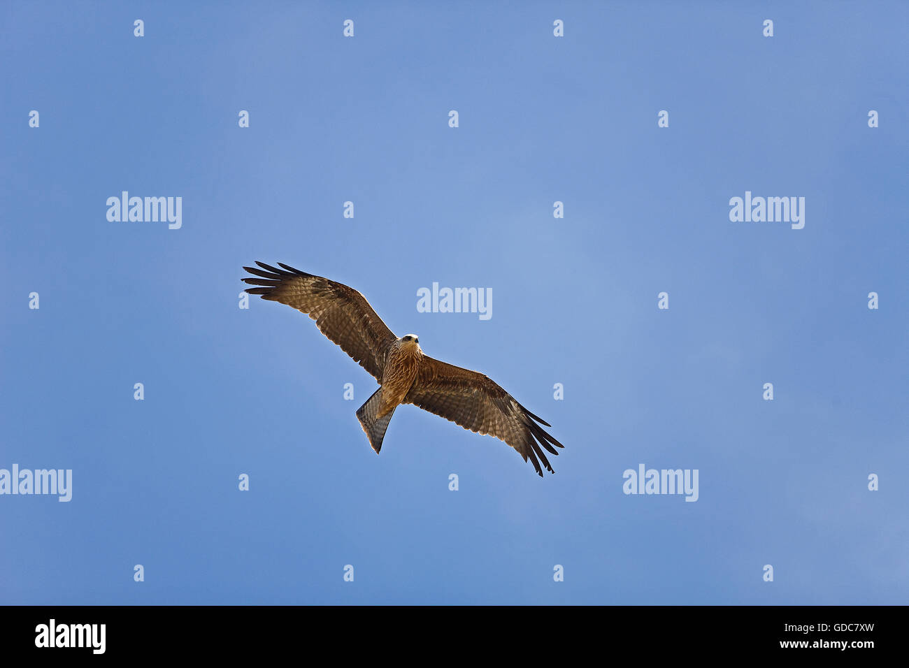 Schwarzmilan Milvus Migrans, Erwachsenen im Flug gegen blauen Himmel Stockfoto