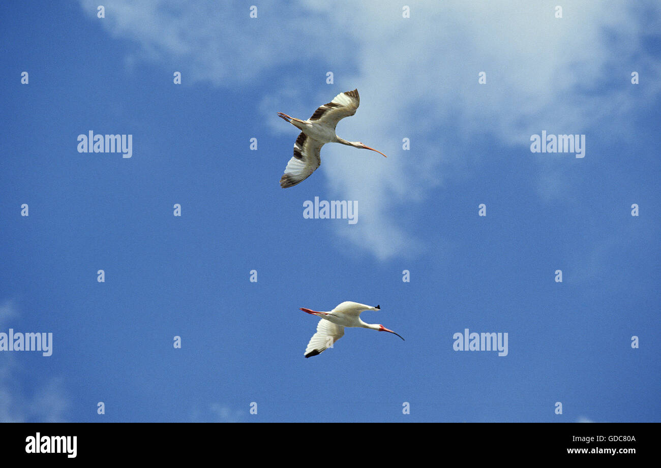 Weißes Ibis, Eudocimus Albus, Erwachsene im Flug gegen blauen Himmel Stockfoto
