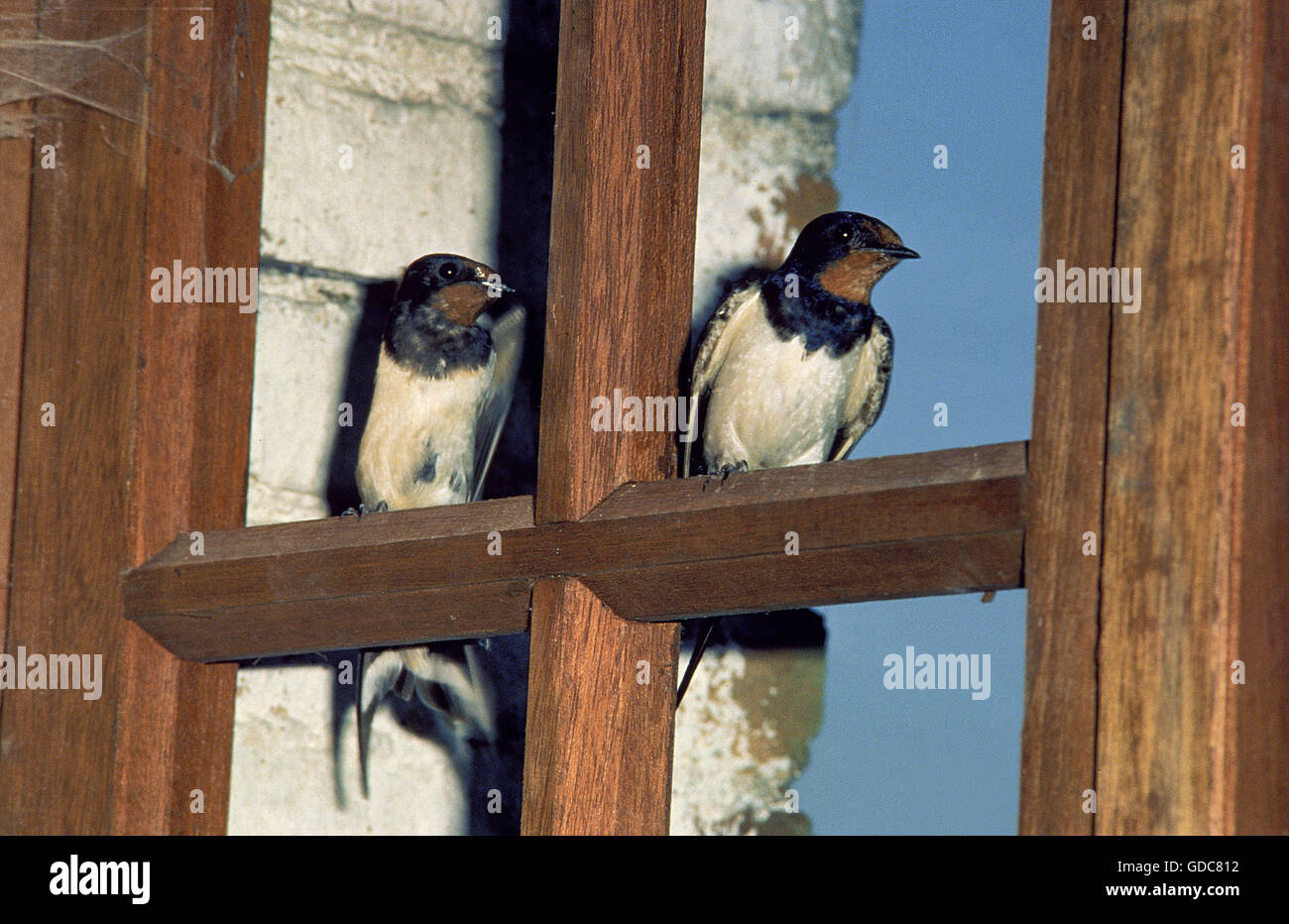 RAUCHSCHWALBE Hirundo rustica Stockfoto