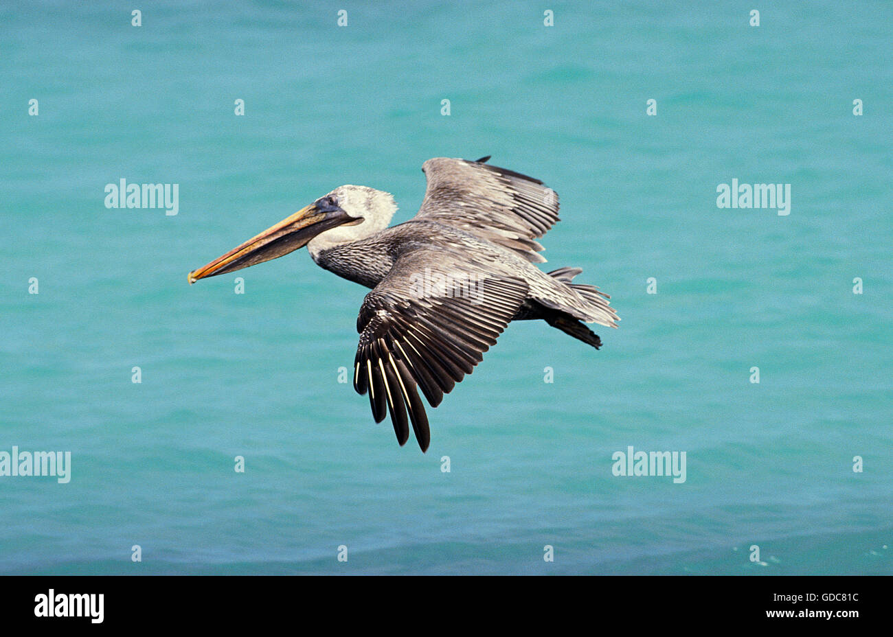 BRAUNER Pelikan Pelecanus Occidentalis fliegen IN Kalifornien Stockfoto