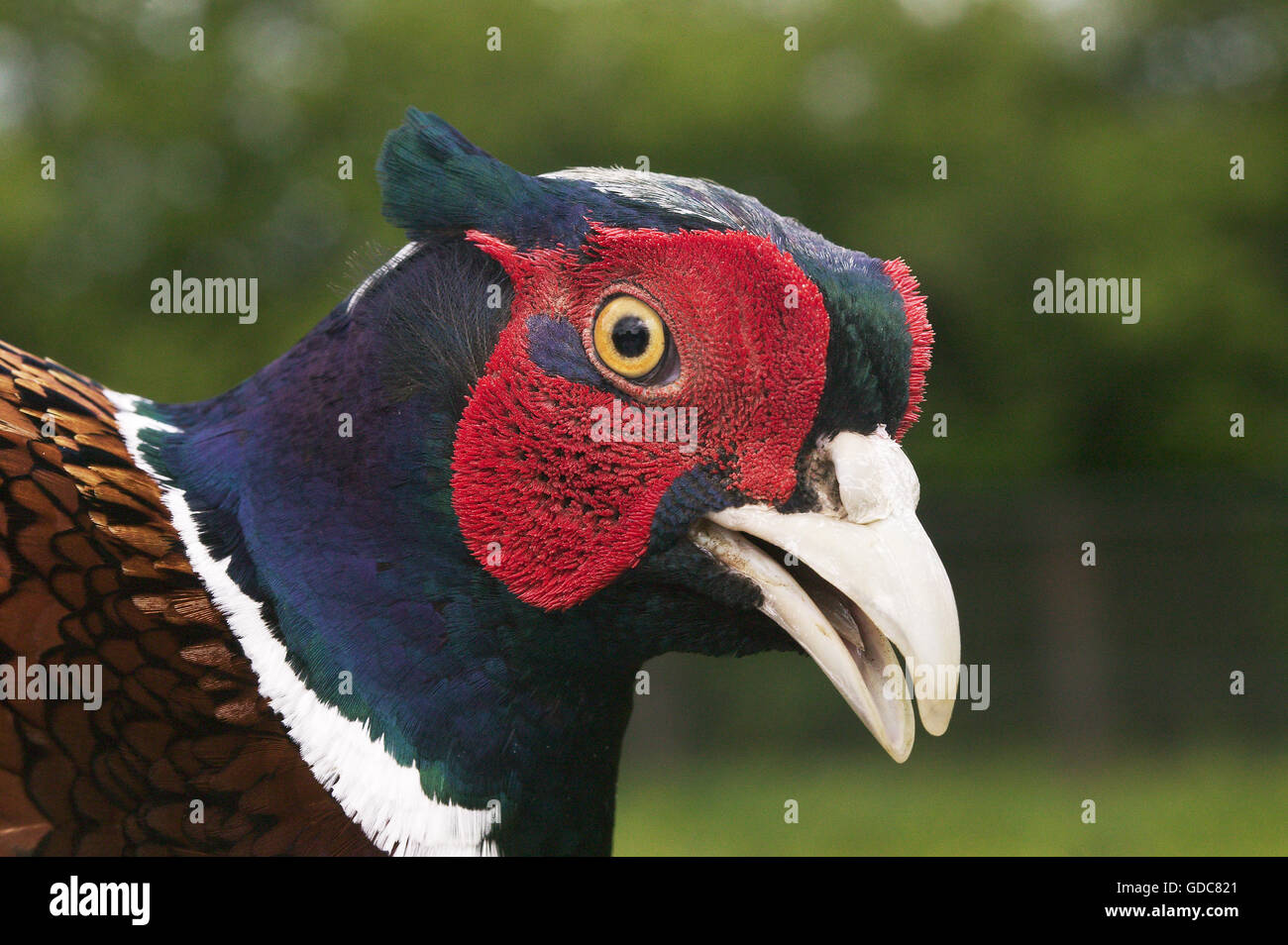 Minilabor Fasan, Phasianus Colchicus, Porträt von männlich, Normandie Stockfoto