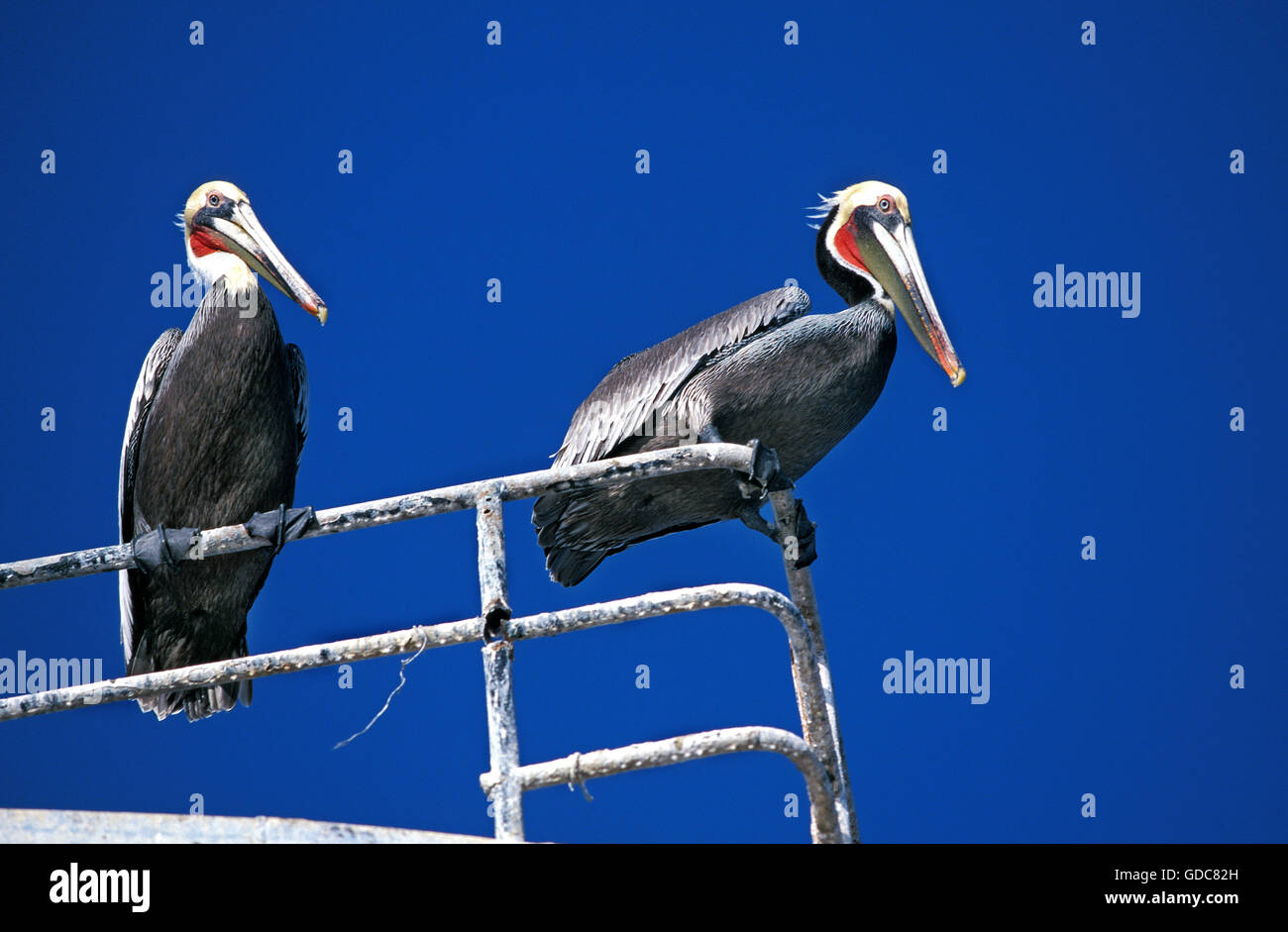 Brauner Pelikan, Pelecanus Occidentalis, Erwachsene, waren Stockfoto