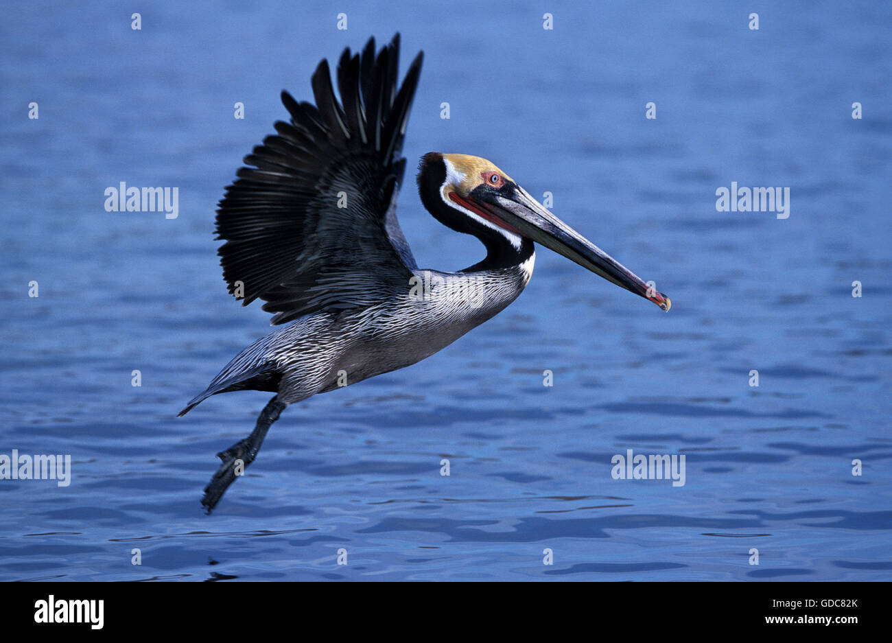 Brauner Pelikan, Pelecanus Occidentalis, Erwachsenen im Flug, waren Stockfoto