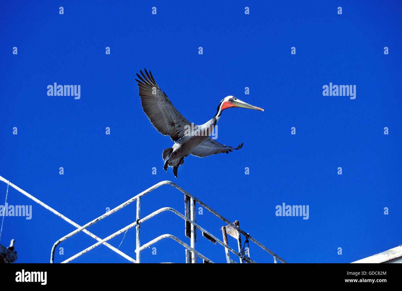 Brauner Pelikan, Pelecanus Occidentalis, Erwachsenen im Flug, waren Stockfoto