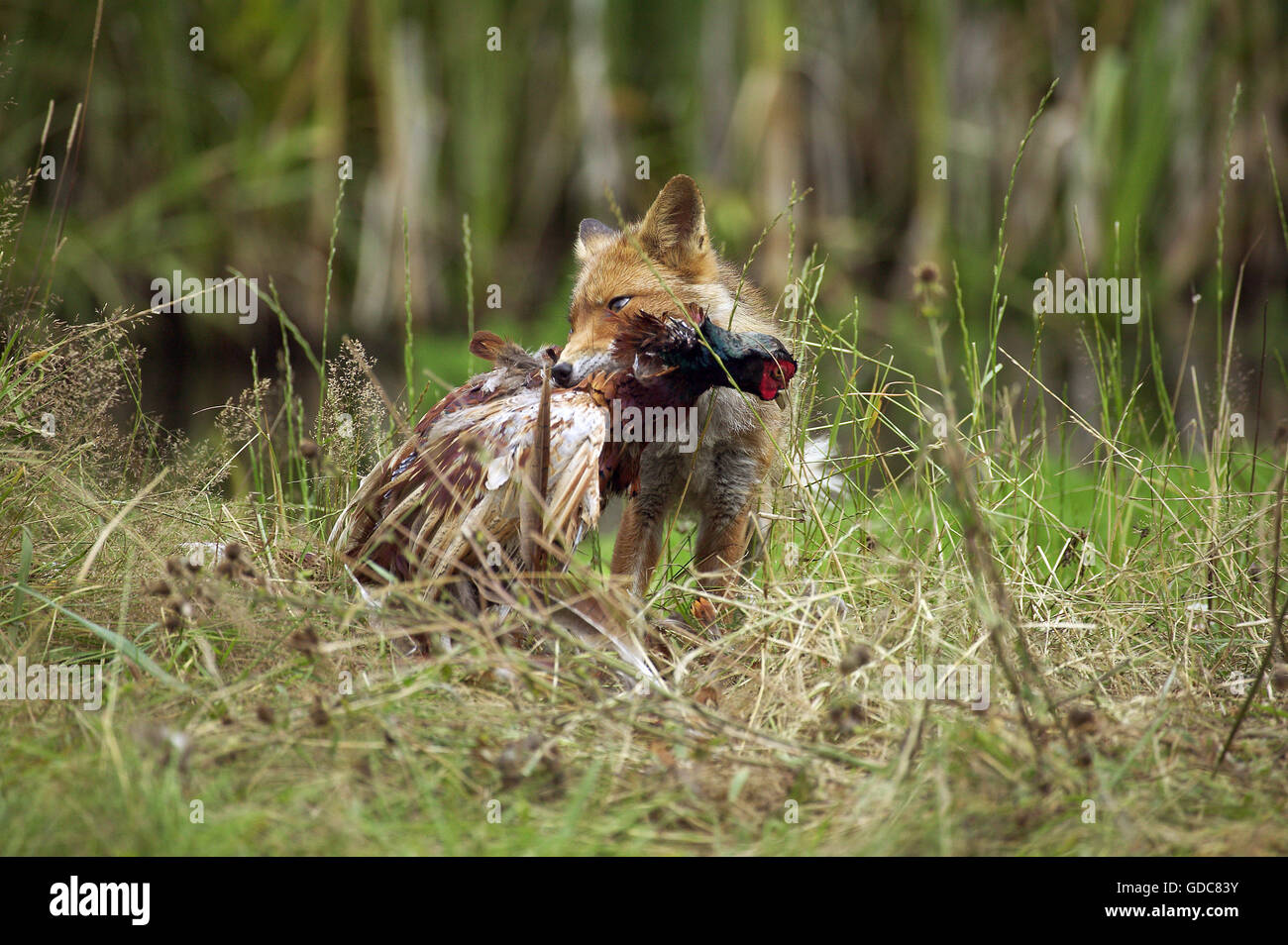 Rotfuchs, Vulpes Vulpes, Erwachsene mit einem Kill, eine gemeinsame Fasan, Normandie Stockfoto