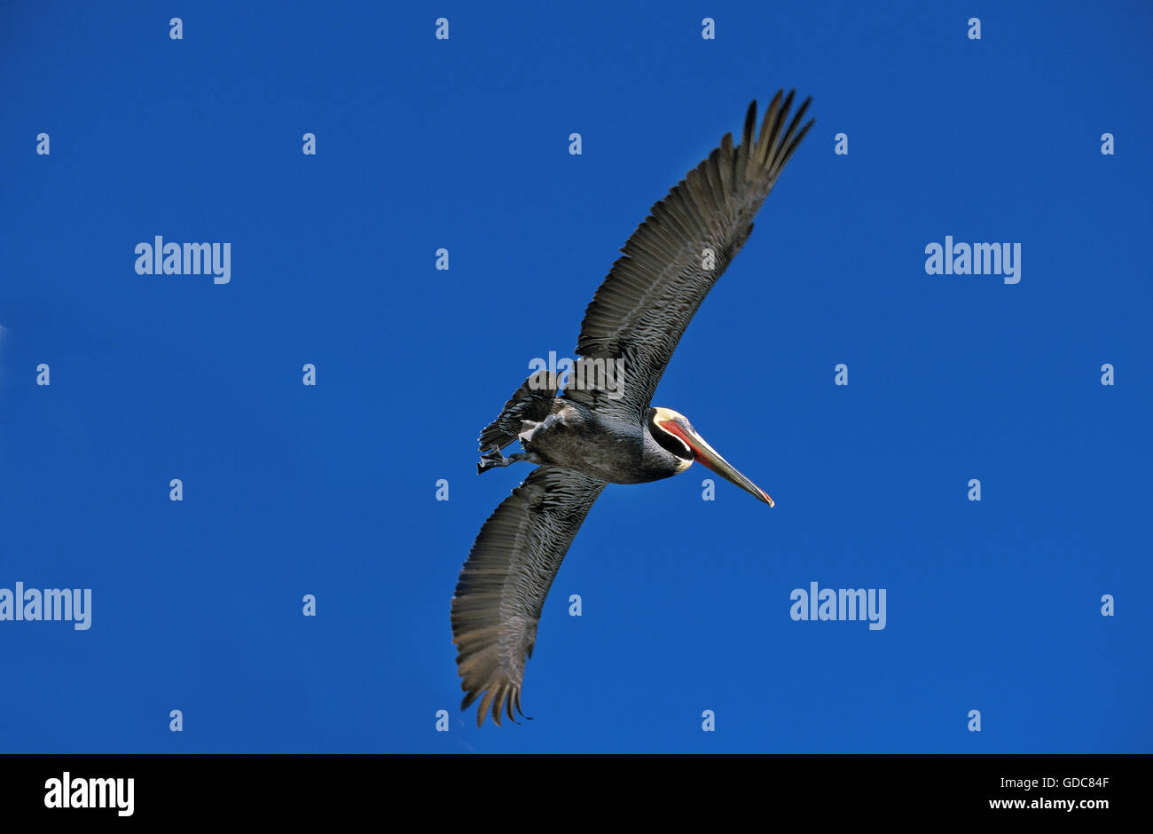 Brauner Pelikan, Pelecanus Occidentalis, Erwachsenen im Flug, waren Stockfoto