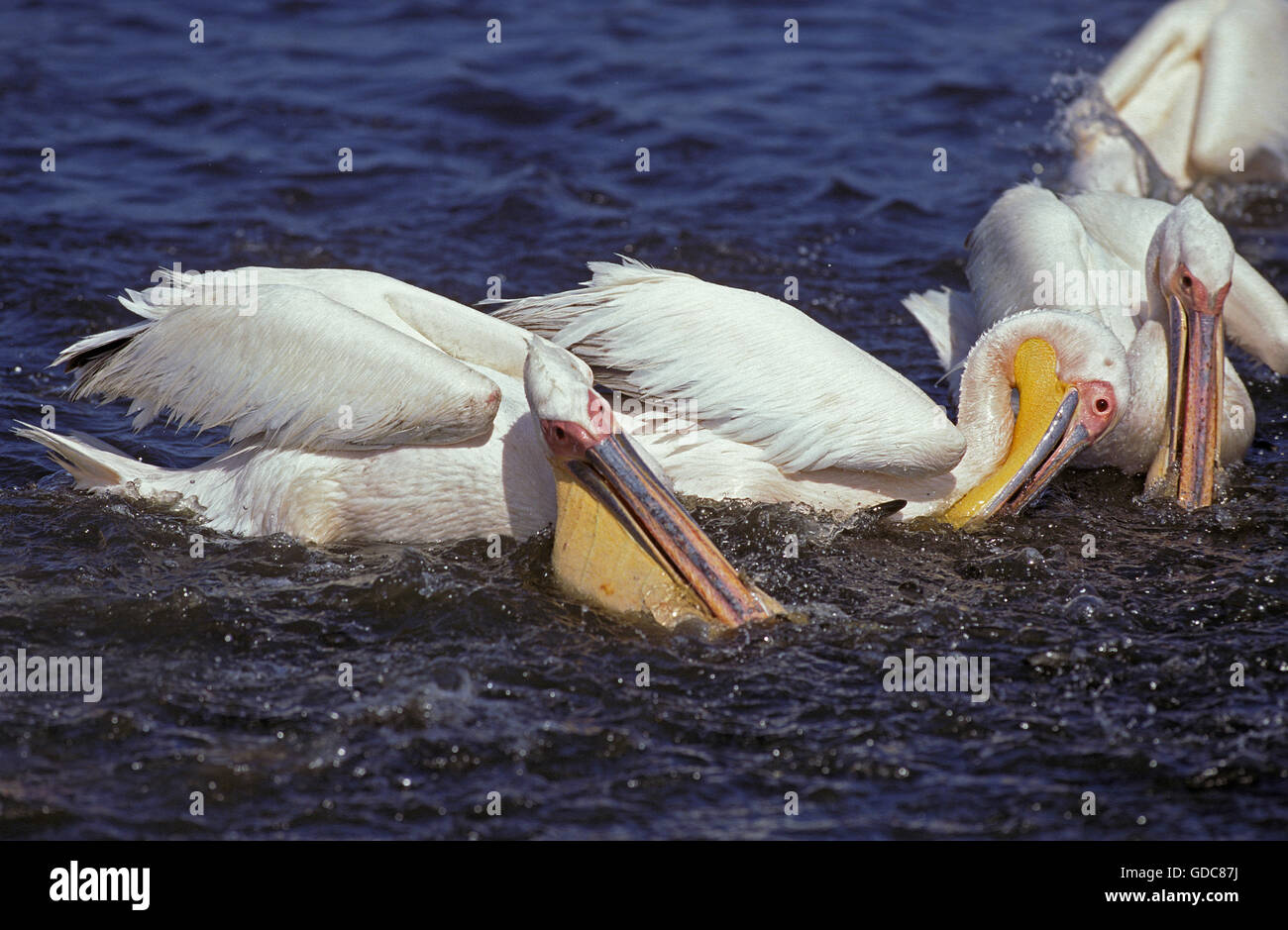 Großer weißer Pelikan, Pelecanus Onocrotalus Gruppe Angeln, Namibia Stockfoto