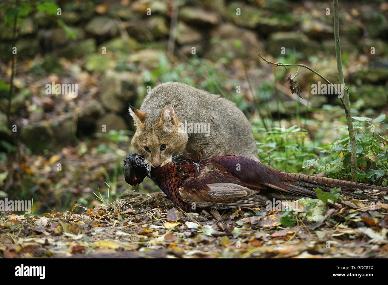 Dschungelkatze Felis Chaus, Erwachsene mit A KILL A gemeinsame Fasan Phasianus colchicus Stockfoto