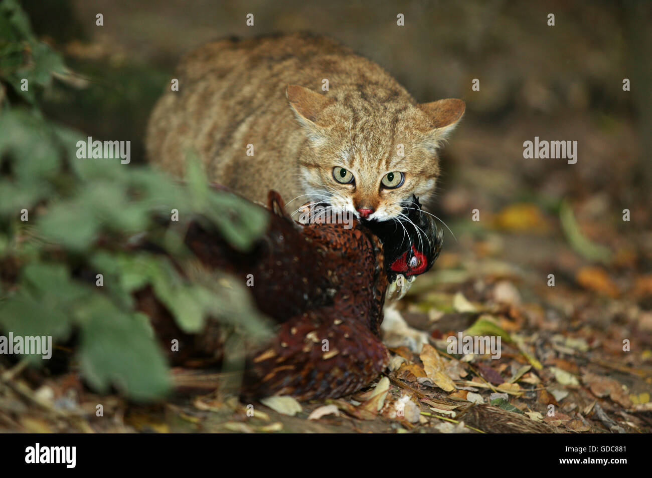 Europäische Wildkatze Felis Silvestris, Erwachsenen Essen seine gemeinsamen Fasan töten Stockfoto