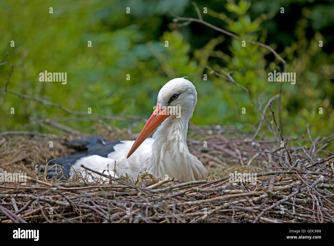 WEIßSTORCH Ciconia Ciconia ON NEST Stockfoto