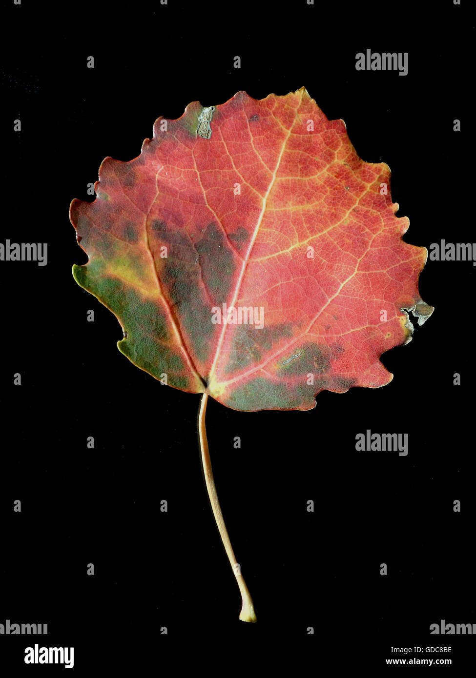 Herbst, Asche, Blatt, Blätter, Herbst, Konzepte, Stockfoto