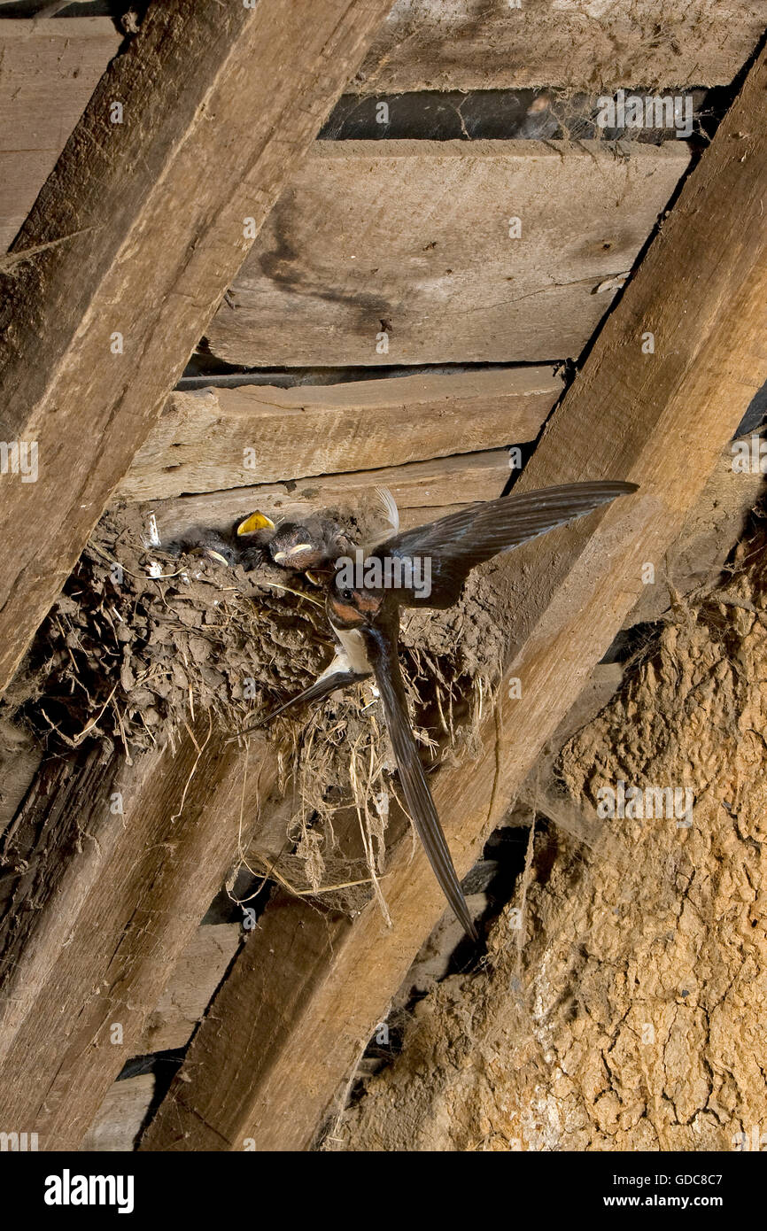 RAUCHSCHWALBE oder europäischen schlucken Hirundo rustica Stockfoto