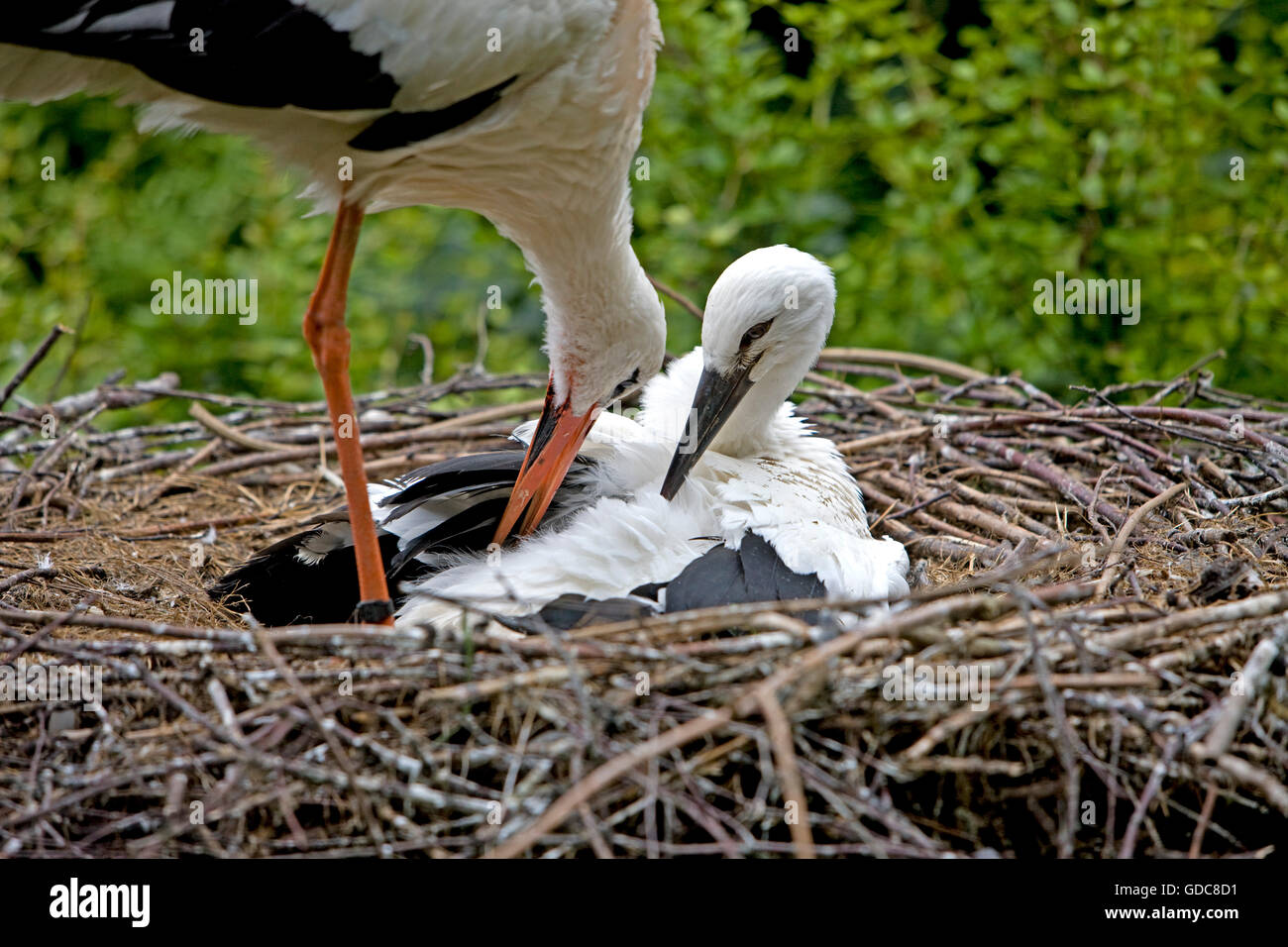 WEIßSTORCH Ciconia ciconia Stockfoto