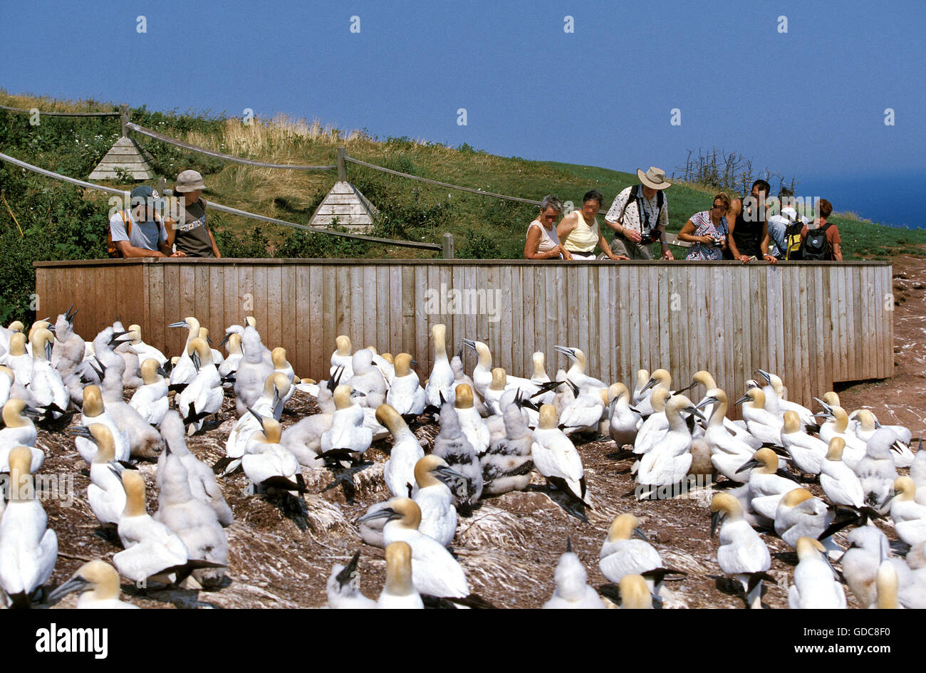 Basstölpel, Sula Bassana, Tourist, Kolonie auf Bonaventure Island in Quebec Stockfoto