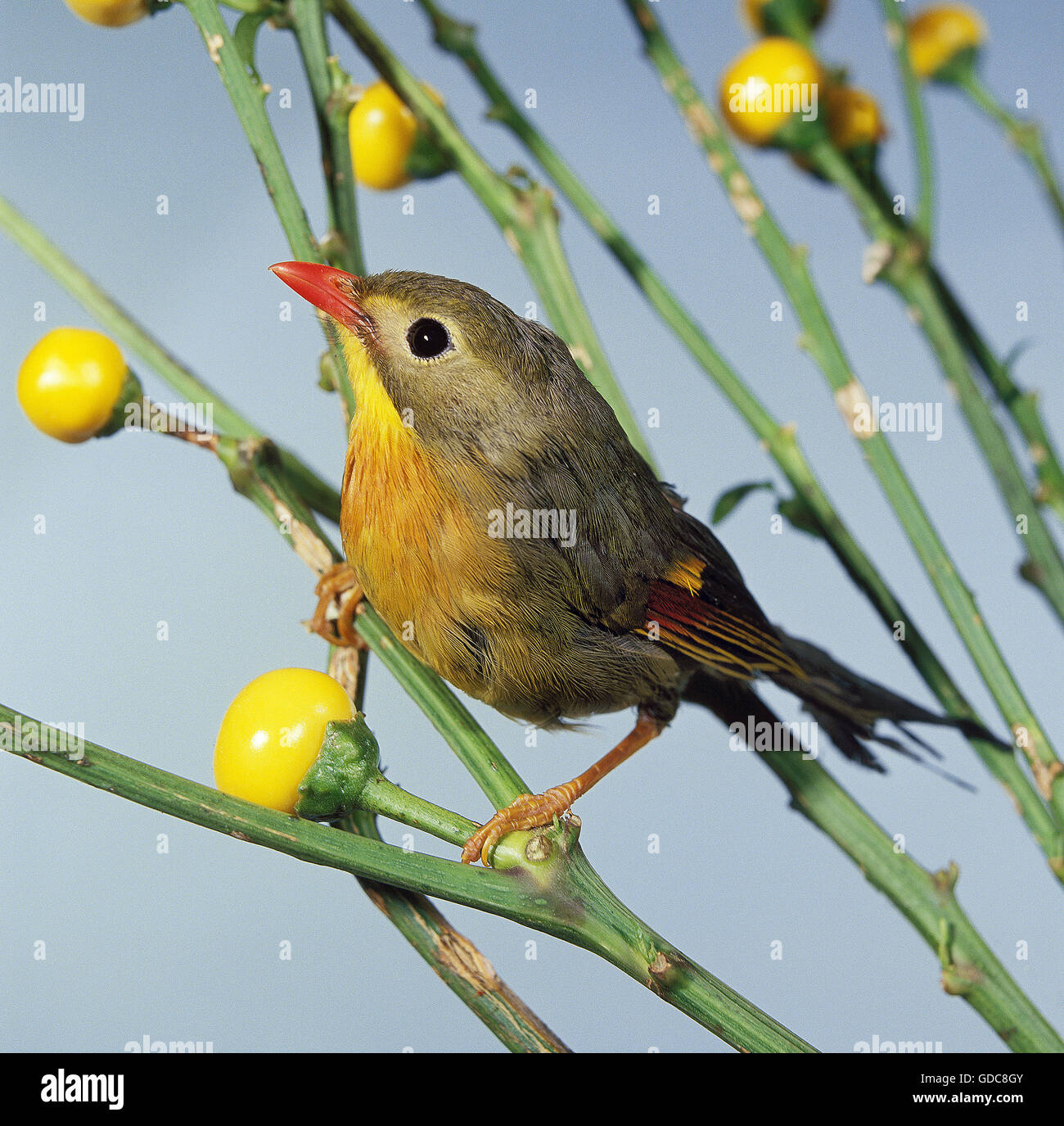 Rot in Rechnung gestellt LEIOTHRIX Leiothrix lutea Stockfoto
