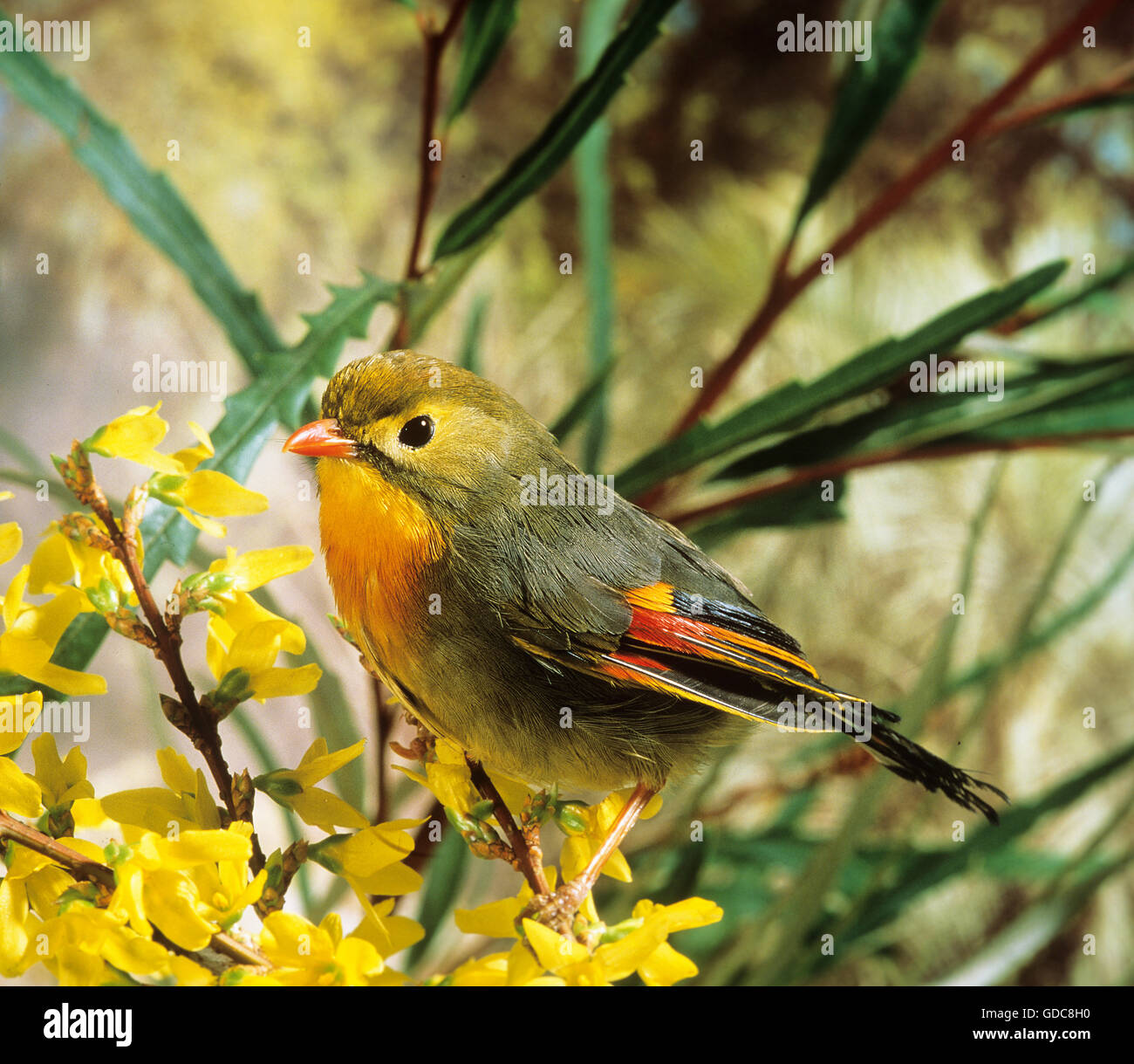 Rot in Rechnung gestellt LEIOTHRIX Leiothrix lutea Stockfoto
