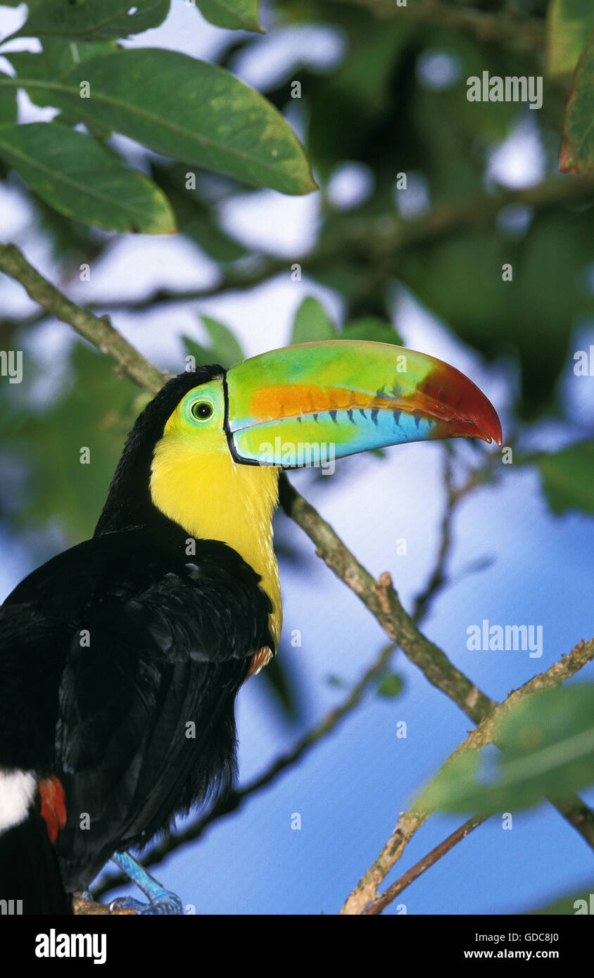 Kiel-BILLED TOUCAN Ramphastos Sulfuratus, COSTA RICA Stockfoto