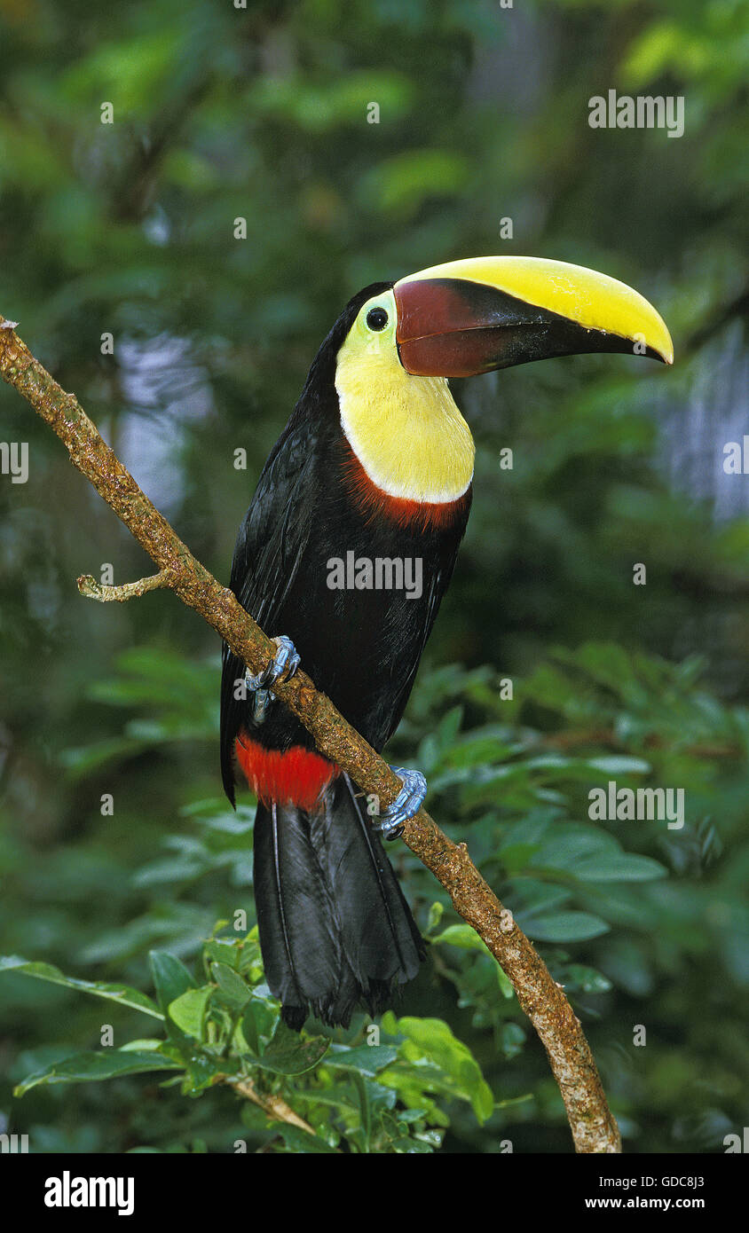 Kastanien-UNTERKIEFER TOUCAN Ramphastos Swainsonii, Erwachsene ON BRANCH, COSTA RICA Stockfoto