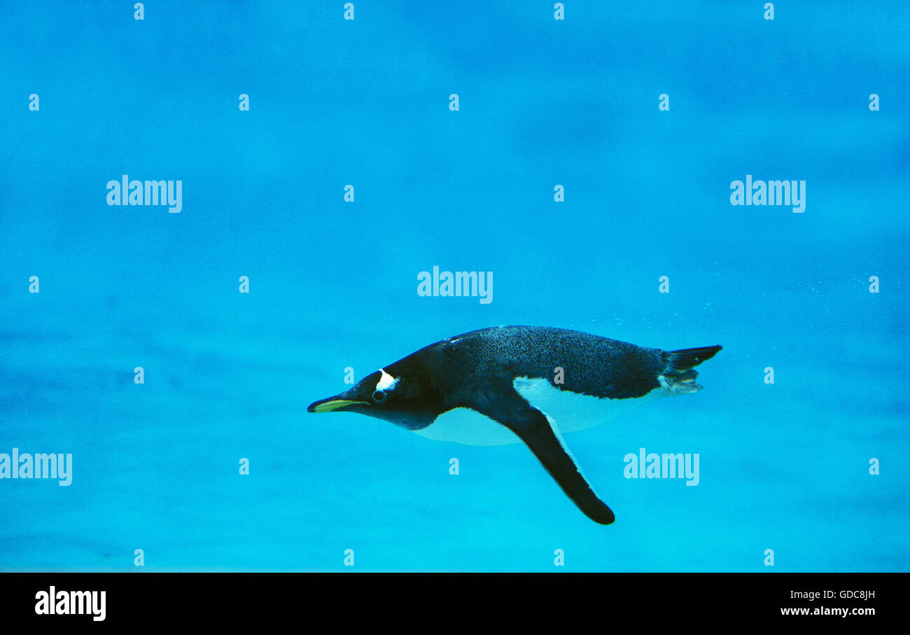 GENTOO PENGUIN Pygoscelis Papua, Erwachsenen schwimmen Stockfoto