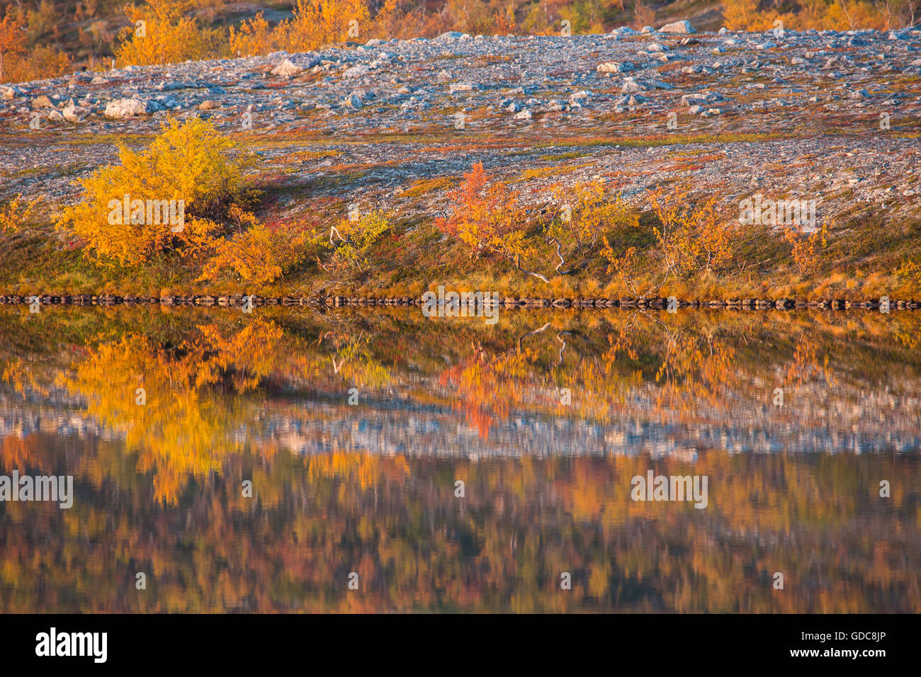 Bäume, Europa, Fjell, Herbst, Herbst Farben, Landschaft, Landschaft, Lappland, Norwegen, See, Skandinavien, Reflexion, Wasser Stockfoto