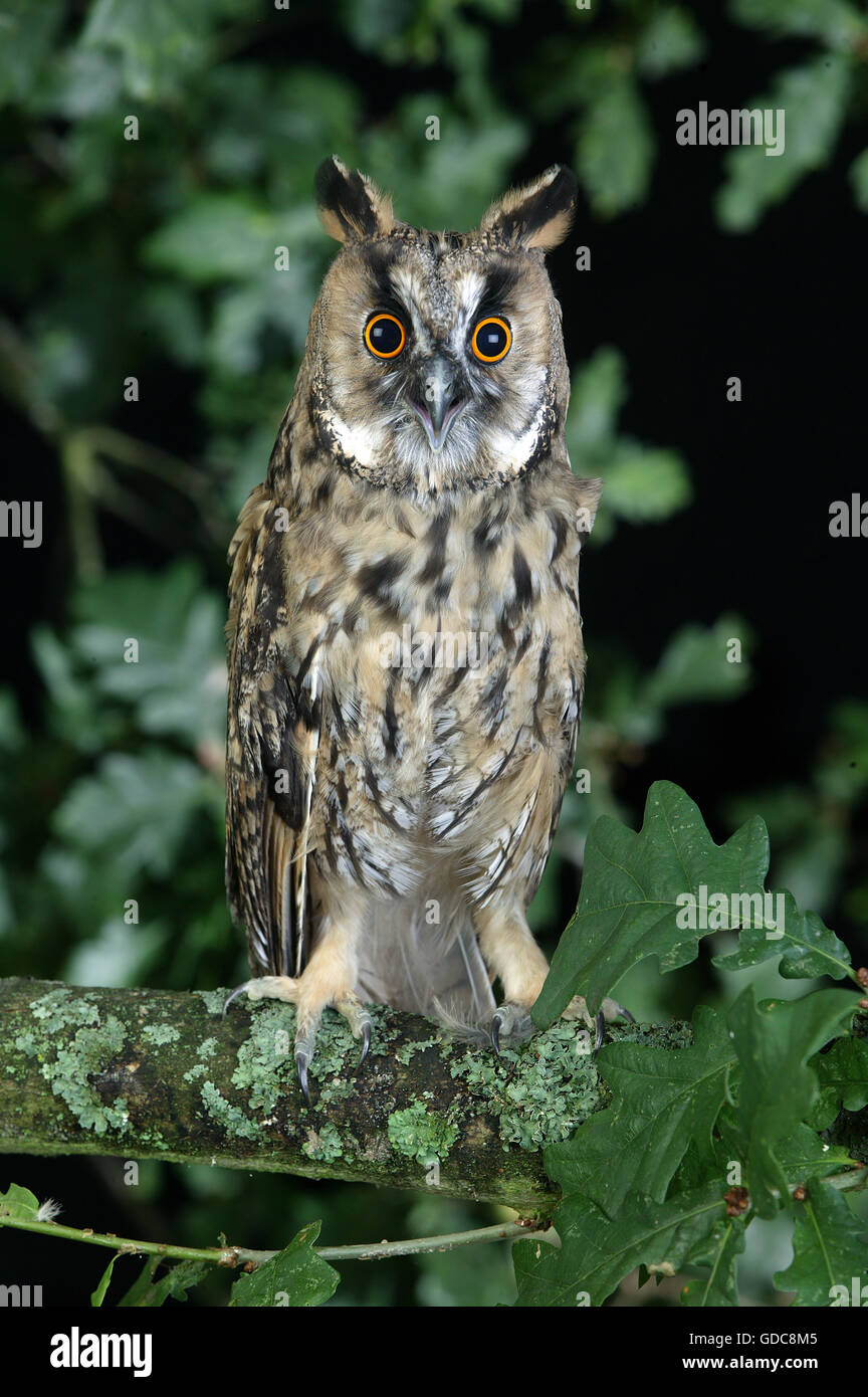 Lange Eared Eule, Asio Otus, Erwachsene auf Zweig, Normandie Stockfoto